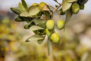 Сертификат соответствия на маслины